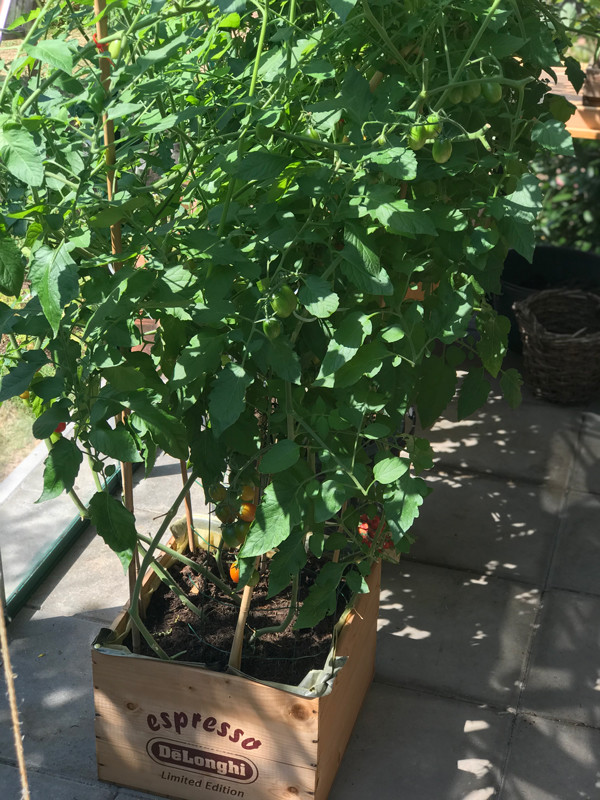 Tomatenanbau